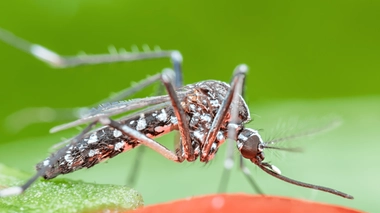 Une opération de démoustication a été réalisée à Bayonne contre les moustiques tigres