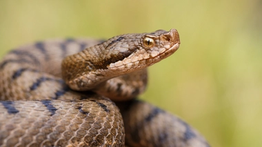 Contrairement aux couleuvres, les vipères ont une tête triangulaire et des pupilles fendues verticalement