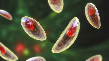 Toxoplasma gondii, le parasite responsable de la toxoplasmose