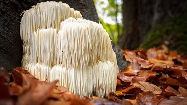 Crinière de Lion : un champignon efficace pour améliorer la mémoire ?