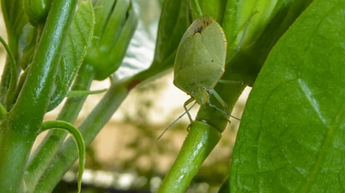 Les punaises vertes, ou punaises de bois, s'aventurent dans nos maisons à l'approche de l'hiver