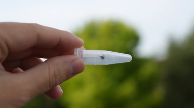 L’infection par le virus de la FHCC reste "le plus souvent asymptomatique" ou provoque très peu de symptômes chez l’être humain