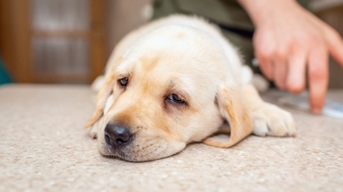 La plupart des chiens en bonne santé et complètement vaccinés présentent des symptômes légers et se rétablissent bien.