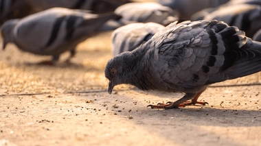 La petite fille aurait été infectée après une exposition à des excréments ou des fluides de pigeon