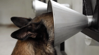 Des chiens pourront-ils bientôt détecter les cancers du sein ?