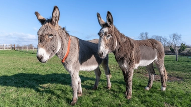 Un âne déprimé et constipé sauvé grâce à 24 litres de Coca