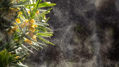 L'allergie au pollen, ou rhume des foins, se caractérise par une inflammation au niveau des yeux (conjonctivite) et au niveau des muqueuses du nez (rhinite)