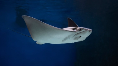 Les "naissances vierges" sont extrêmement rares