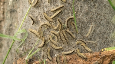 Il y a eu environ 1 300 cas symptomatiques d’exposition aux chenilles processionnaires enregistrés par les Centre anti-poison entre 2012 et 2019, selon un rapport de l'Anses 