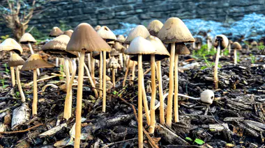 Ces champignons hallucinogènes peuvent soigner la dépression