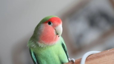 Des dizaines de cas ont été signalés dans cinq pays européens : l’Autriche, le Danemark, l’Allemagne, la Suède et les Pays-Bas