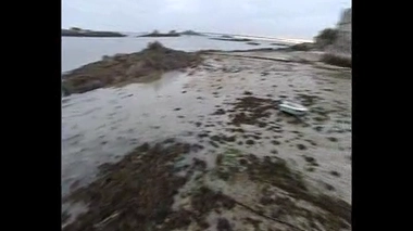 Cancer : les secrets des oursins