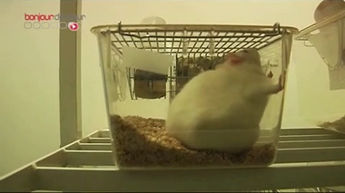 Couverture hypothermique : tout pour préserver le cerveau des bébés – Reportage dans les laboratoires et au service de néonatalogie de l'hôpital Robert-Debré (Paris). Vidéo du 8 avril 2010