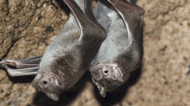 La chauve-souris vampire est le principal vecteur de la rage en Guyane