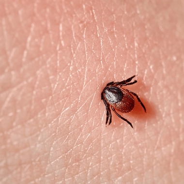 La maladie de Lyme est transmise par les tiques