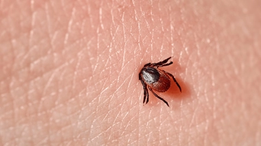La maladie de Lyme est transmise par les tiques