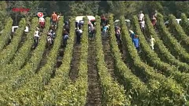 Le dos des vendangeurs soumis à rude épreuve