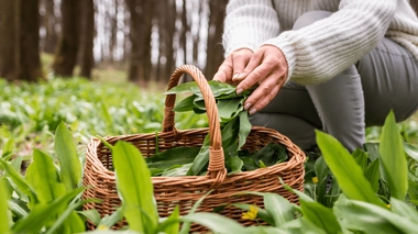 L'ail des ours et le muguet sont souvent confondus en raison de l'aspect de leurs feuilles