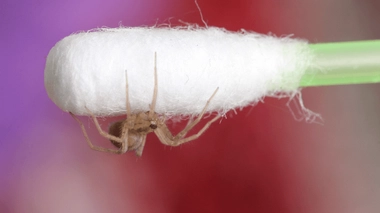 L'araignée a finalement été évacuée grâce à un bain d'eau oxygénée