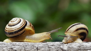 Un wrap supplément escargot visqueux, ça vous tente ?