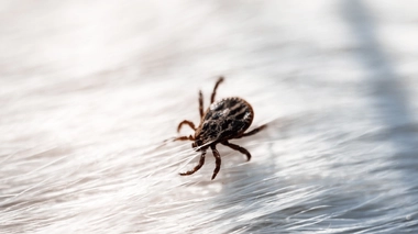 Si vous avez été piqué par une tique, il faut impérativement la retirer dans son intégralité avec une pince fine ou un tire-tique, sans que la tête soit coupée du corps