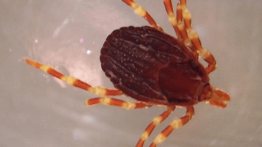 Le virus se transmet principalement par les morsures de Hyalomma marginatum, une tique géante