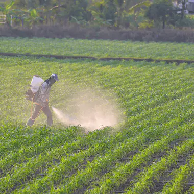 Quels sont les effets des pesticides sur la santé ?