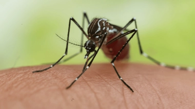 Avec le brassage de nombreux touristes internationaux, en provenance notamment de pays où le virus de la dengue est endémique, la vigilance est de mise