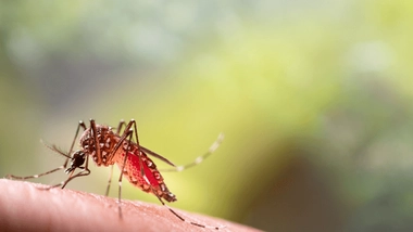 Dans environ 0,01 % des cas, la dengue peut entraîner un décès