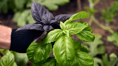 Le maraîcher Florian Gilbert nous présente trois variétés de basilic : vert, pourpre et thaï