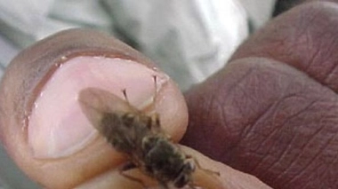 Un nouveau test pour diagnostiquer la maladie du sommeil en Afrique