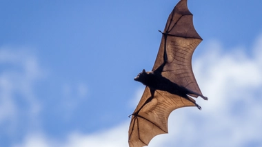 La rage est une zoonose virale qui se transmet principalement par morsure ou griffure d’un animal contaminé