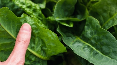 L'oseille est-elle réellement efficace pour une bonne digestion ?