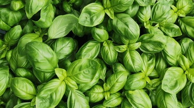 Le basilic contient de l’eugénol, qui lui confère des propriétés anti-inflammatoires
