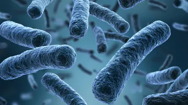 La légionellose est une infection pulmonaire grave, due à la bactérie legionella, avec un taux de létalité de 9 %