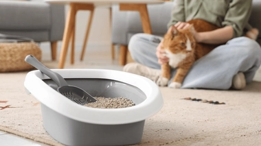 On vous explique comment bien vous occuper de la litière de votre chat