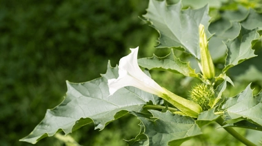 Le datura est une plante toxique s'il est consommé en trop grande quantité