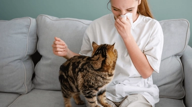 L'allergie au chat est très fréquente