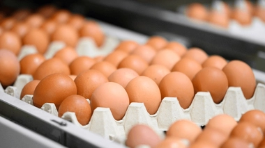 Tout savoir sur les oeufs et comment les cuisiner