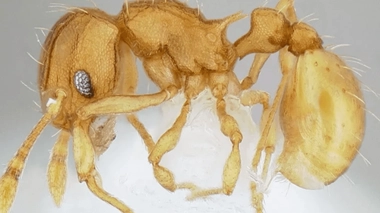 Un foyer de fourmis électriques a été découvert dans le Var