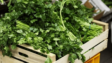 Le persil, une plante aromatique aux multiples bienfaits