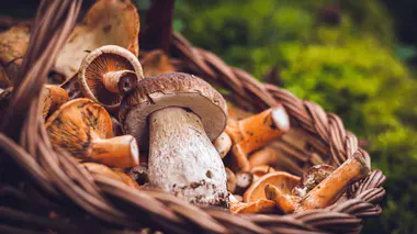 Champignons : attention à l'intoxication !