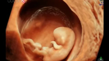 Echographie : des images spectaculaires