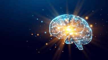 Le cerveau est organisé en réseaux de neurones