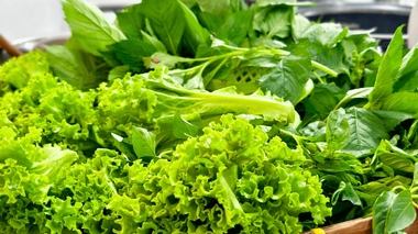 Quelles sont les meilleures sources de vitamine B9 ?