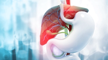 La bile est fabriquée par le foie et stockée dans la vésicule biliaire