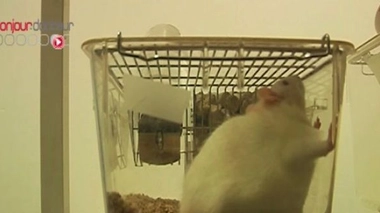 Le rêve de combiner cellules souches et thérapie génique réalisé