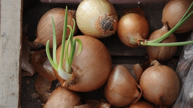 Peut-on manger un oignon qui a germé ?