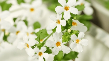 Examens : des plantes pour réduire le stress et améliorer sa concentration