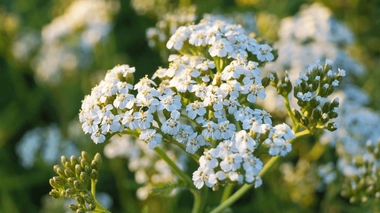 Comment soulager naturellement les petits bobos du quotidien ?